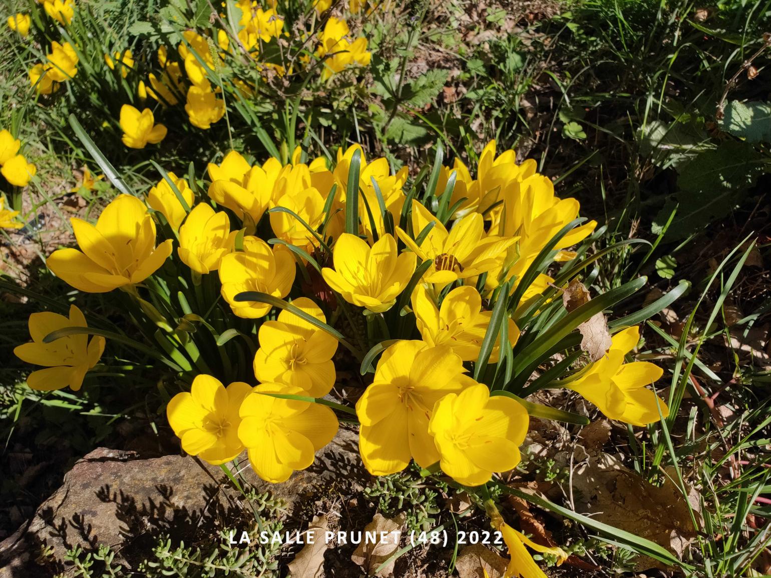 Autumn daffodil